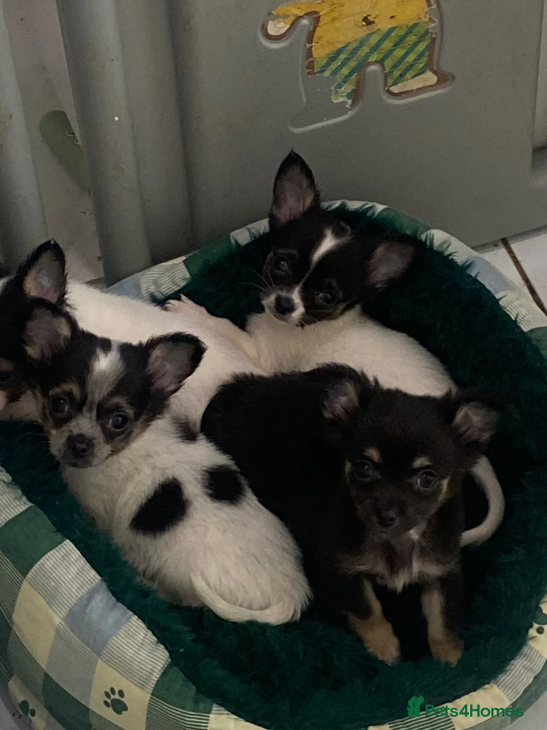 Chihuahua dogs for sale: Tiny chihuahua puppies  - Advert 9