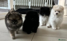 Pomeranian dogs for sale: Pomeranian Pups - Ready for new homes 💕 - Advert 26