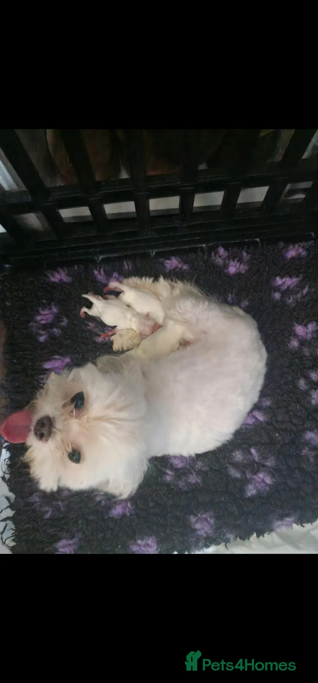 Maltese dogs for sale: Tiny Maltese boy ready now  - Advert 11