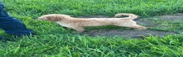 Cavapoochon dogs for sale: Gorgeous Apricot Cavapoochon Girl - Advert 12