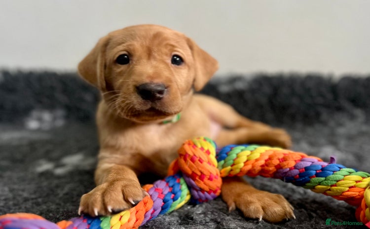 Labrador Retriever dogs - Advert 15