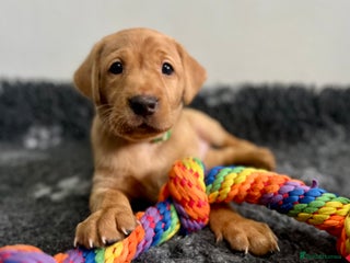 Labrador Retriever dogs - Advert 1