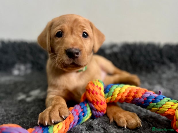 Labrador Retriever dogs - Advert 15