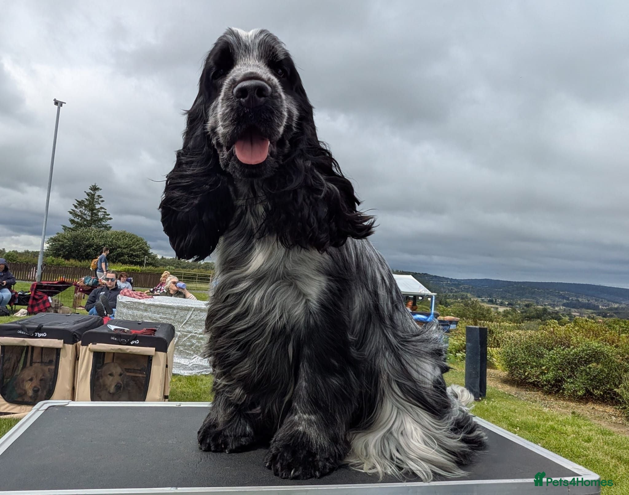 Cocker Spaniel dogs Blue roan show cocker (KC registered) - Advert 14