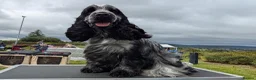 Cocker Spaniel dogs for stud: Handsome kc registered show cocker  - Advert 2