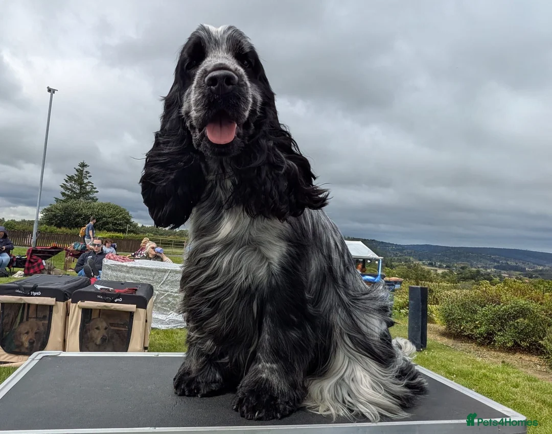 Cocker Spaniel dogs for stud: Handsome kc registered show cocker  - Advert 2