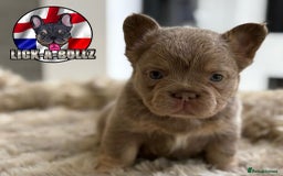 French Bulldog dogs for sale: Exclusive French bulldog puppies  - Image 2
