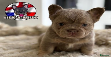 French Bulldog dogs - Advert 15