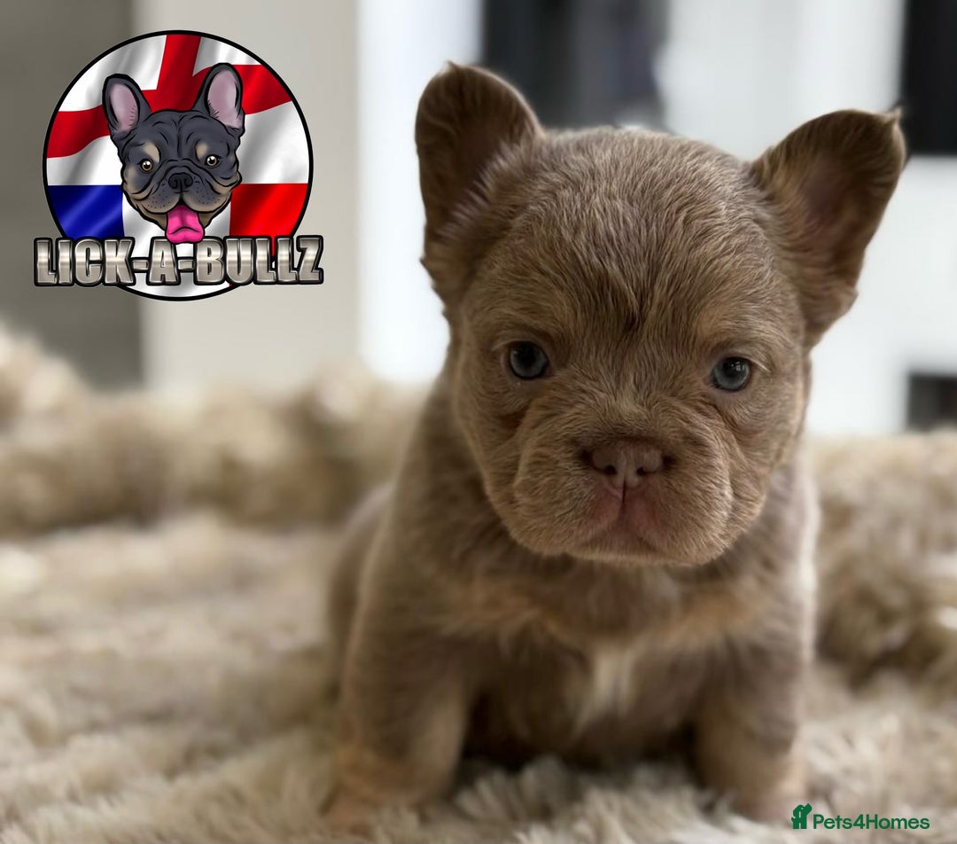 French Bulldog dogs for sale: Exclusive French bulldog puppies  - Image 2