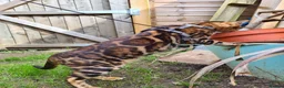 Bengal cats for sale: Unique Line Snow & Brown Bengals - Advert 13