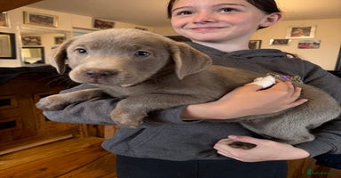 Labrador Retriever dogs - Advert 3