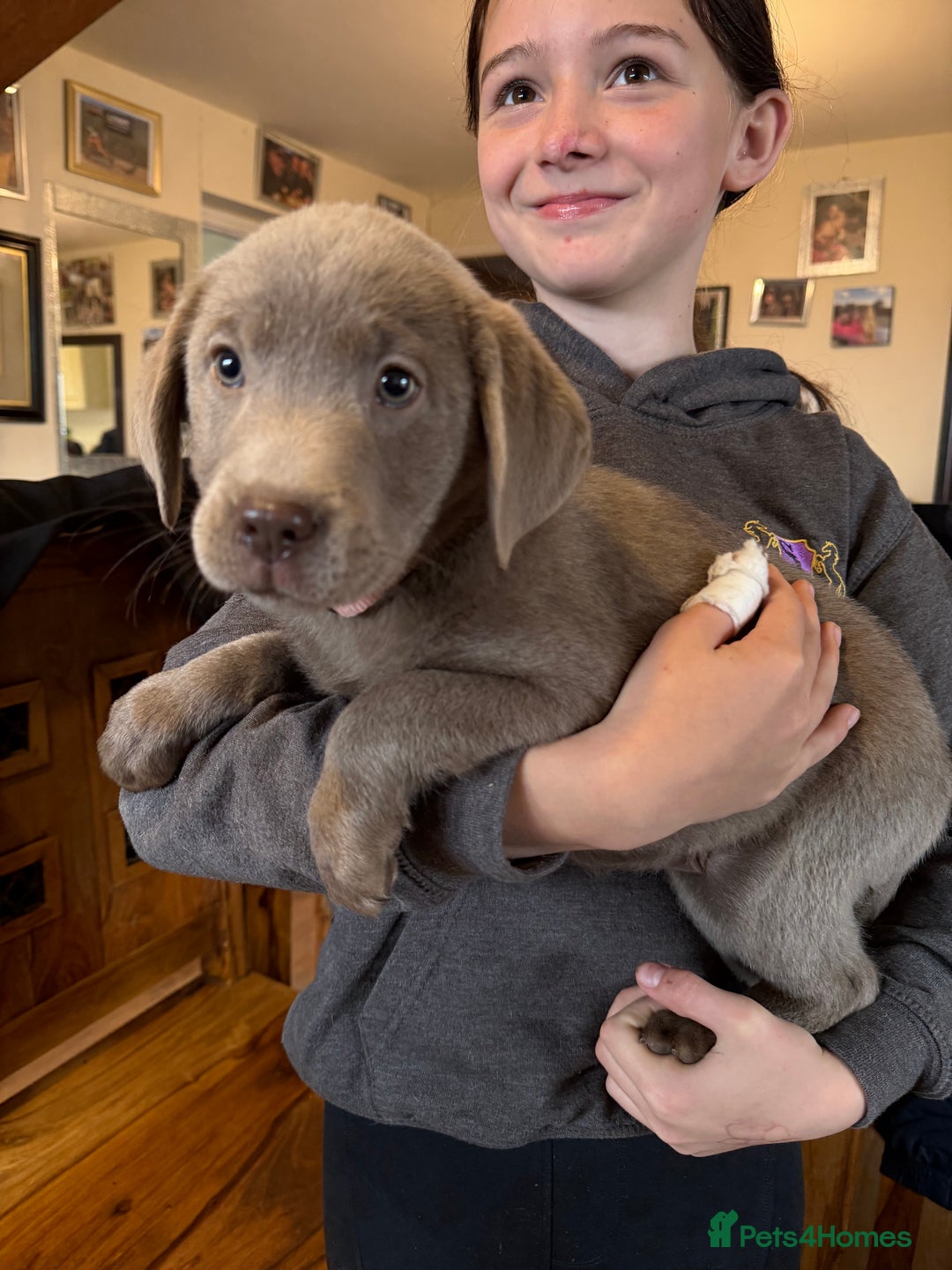 Labrador Retriever dogs for sale: Kc registered silver labs, health tested parents - Image 3