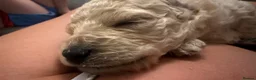 Goldendoodle dogs for sale: 🐾 8 beautiful goldendoodle pups 🐾 - Advert 39
