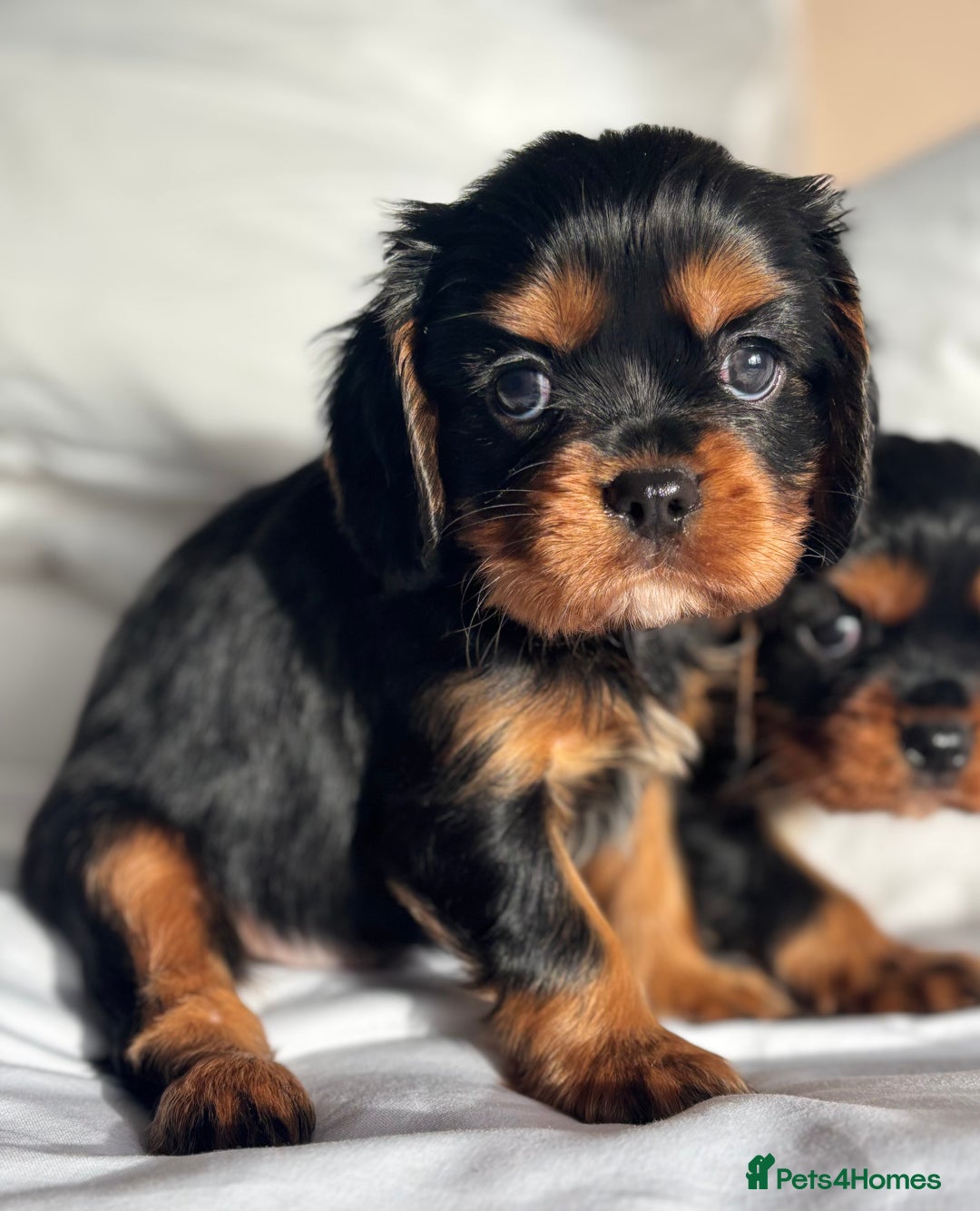 Cavalier King Charles Spaniel dogs for sale: 🐶KC REG, EXTENSIVELY HEALTH TESTED CAVALIER 🐶  - Advert 8