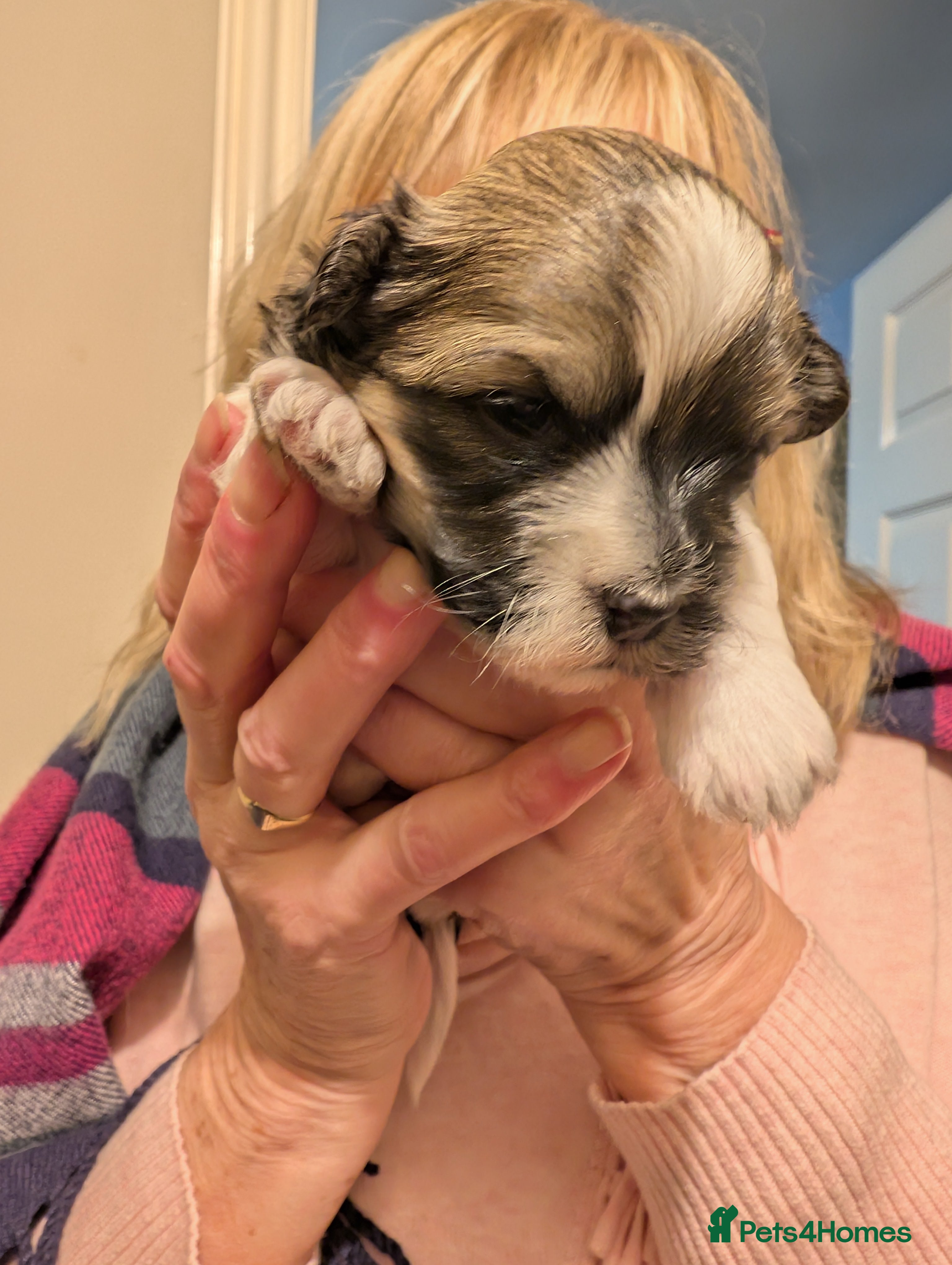 Havanese dogs Stunning House reared pure bred Havanese Babies  - Advert 1