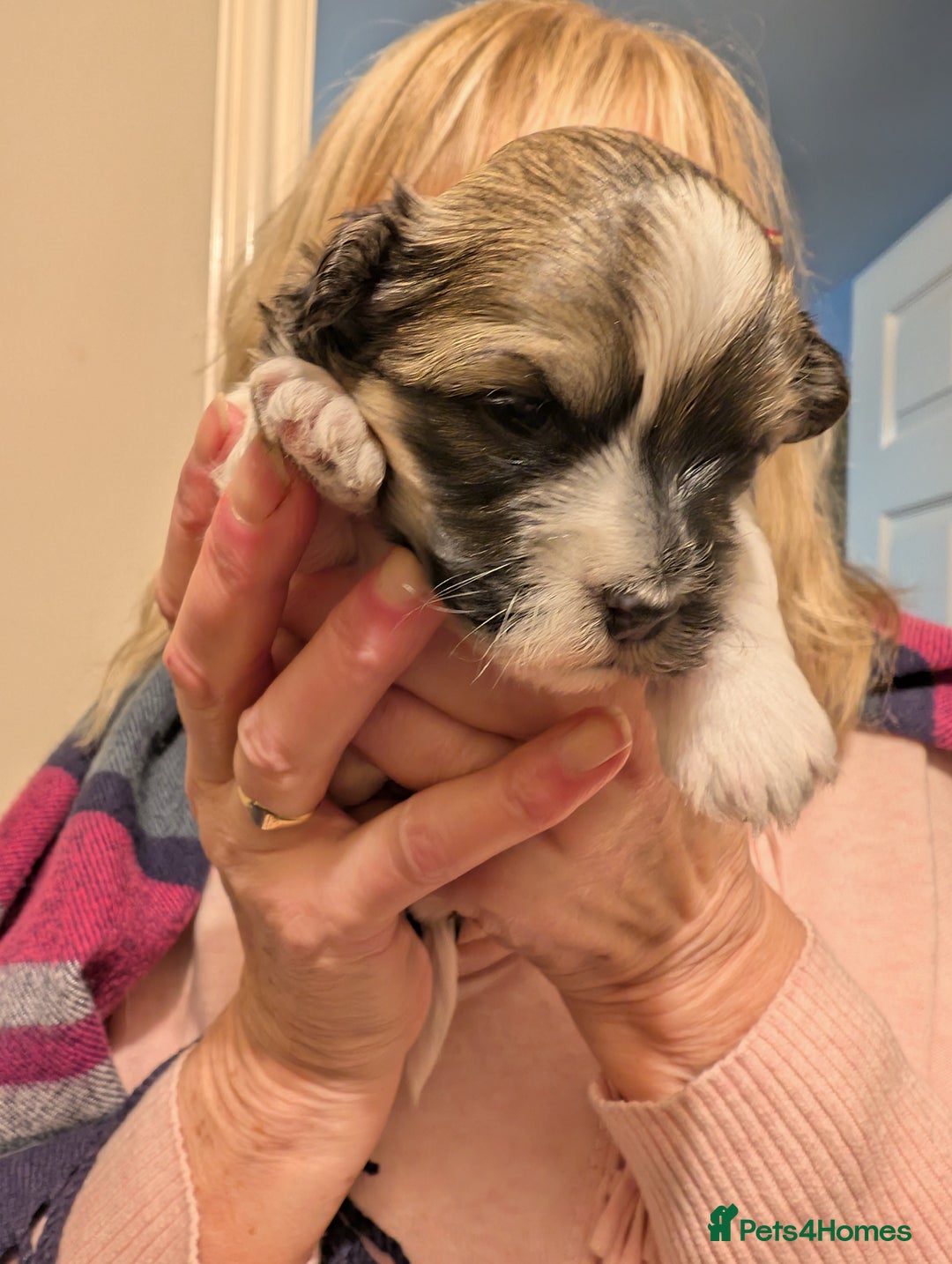 Havanese dogs for sale: Stunning House reared pure bred Havanese Babies  - Advert 6