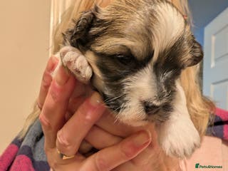 Havanese dogs Stunning House reared pure bred Havanese Babies - Advert 1