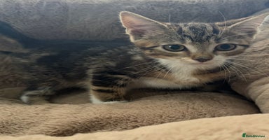 Mixed Breed cats - Advert 3