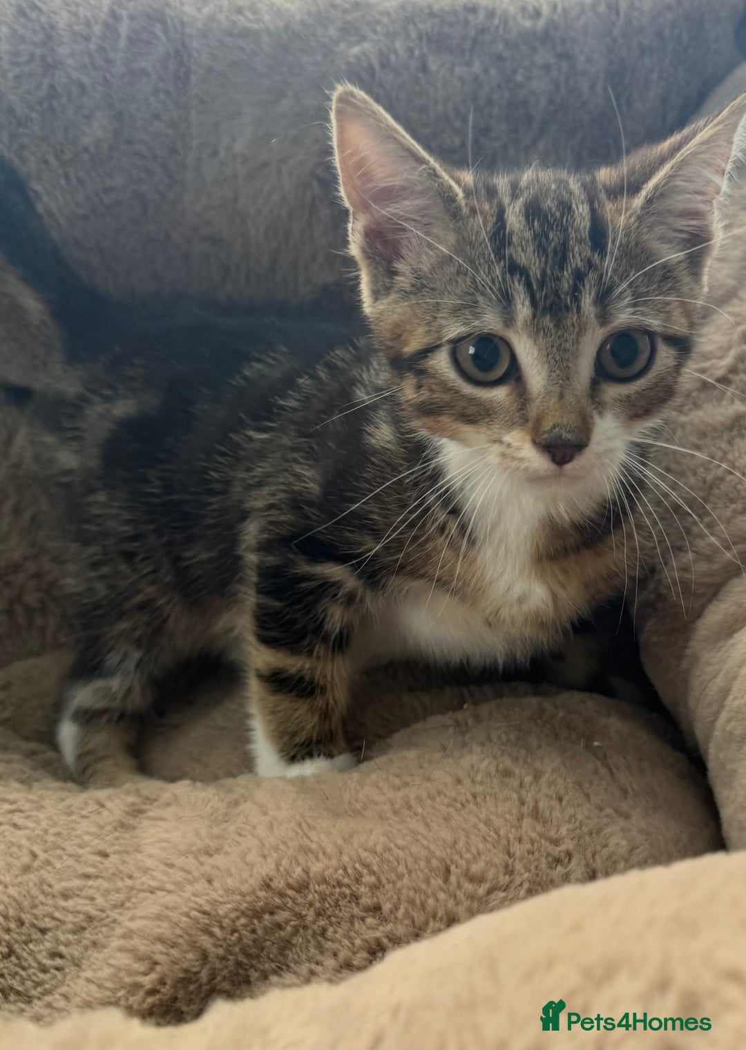 Mixed Breed cats for sale: Super friendly kittens ready now  - Image 3