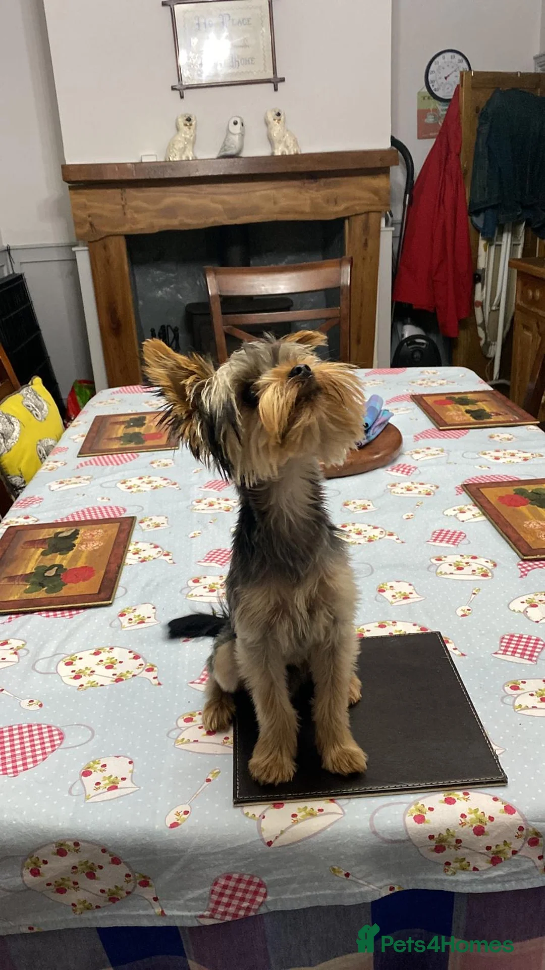 Yorkshire Terrier dogs for stud: FOR STUD KC registered Yorkshire Terrier - Advert 6