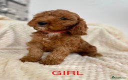 Cockapoo dogs for sale: STUNNING F1 FOX RED COCKERPOO PUPPIES - Image 7