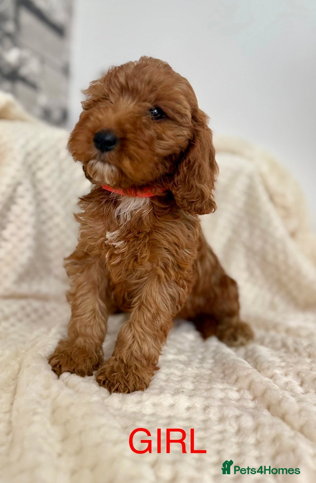 Cockapoo dogs for sale: STUNNING F1 FOX RED COCKERPOO PUPPIES - Image 7