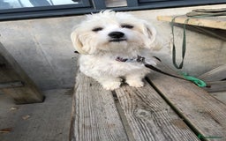 Maltese dogs for sale: Maltese Girl. - Image 4