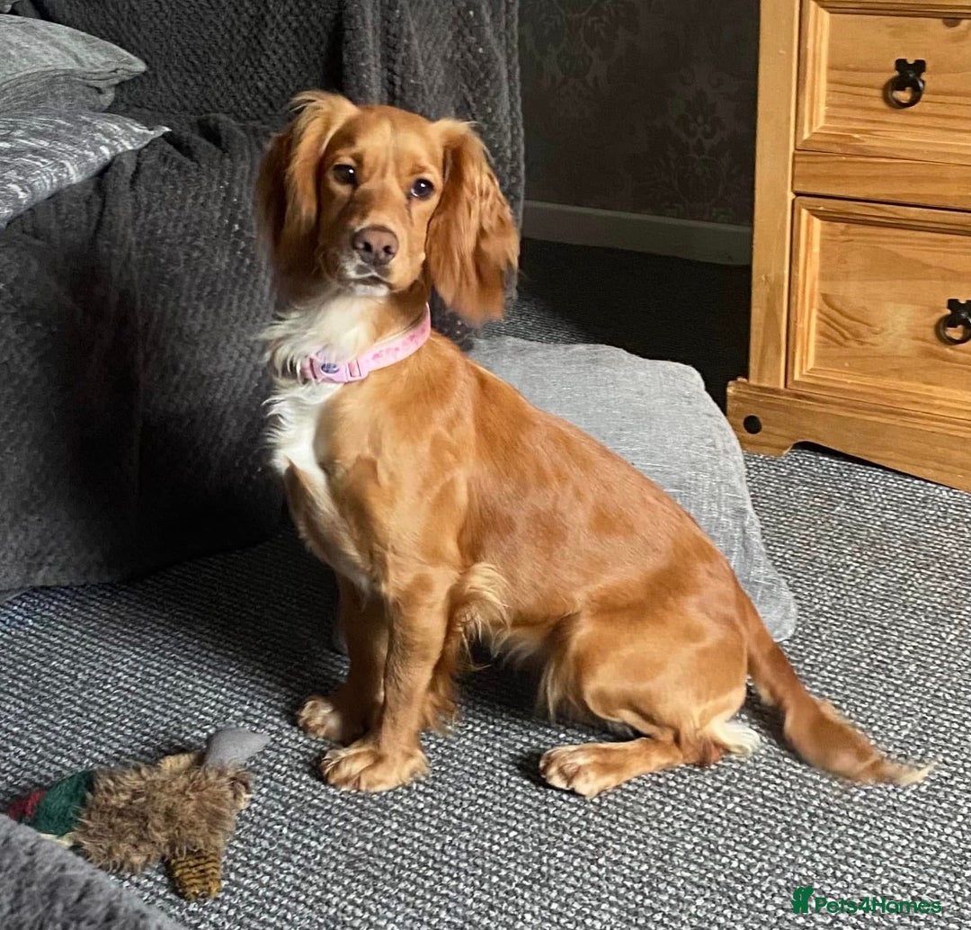 Cockapoo dogs for sale: Beautiful cockapoo puppy - Advert 1