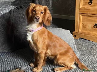 Cockapoo dogs Beautiful cockapoo puppy - Advert 2