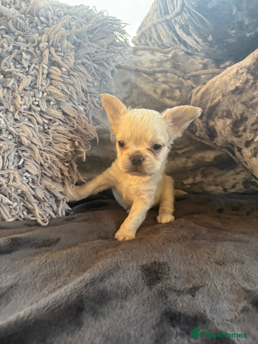 French Bulldog dogs for sale: Stunning Fluffy French bulldog puppies - Image 7