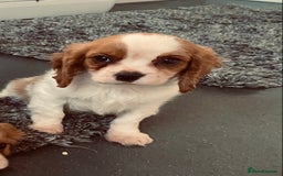 Cavalier King Charles Spaniel dogs for sale: Beautiful litter of King Charles Cavaliers - Image 13