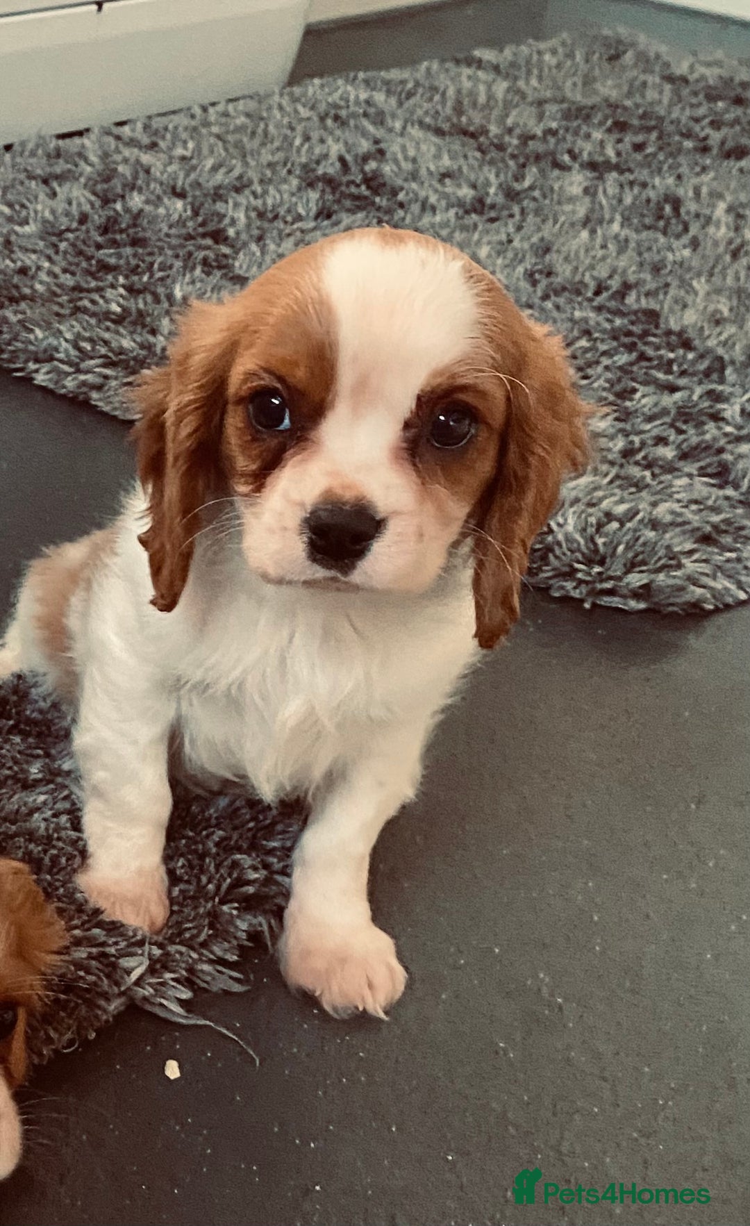 Cavalier King Charles Spaniel dogs for sale: Beautiful litter of King Charles Cavaliers - Image 13