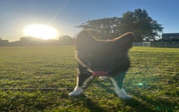 Shepsky dogs for sale: need rehomed  in Wymondham - Image 1