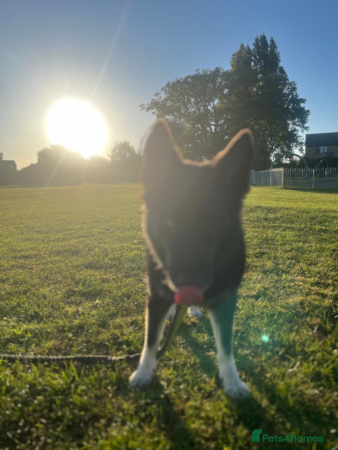 Shepsky dogs for sale: need rehomed  in Wymondham - Image 1