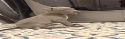 Whippet dogs for sale: Whippet puppy’s - Advert 20