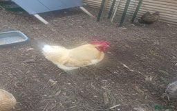 Chickens poultry for sale: Orpington Cockerells - Image 2