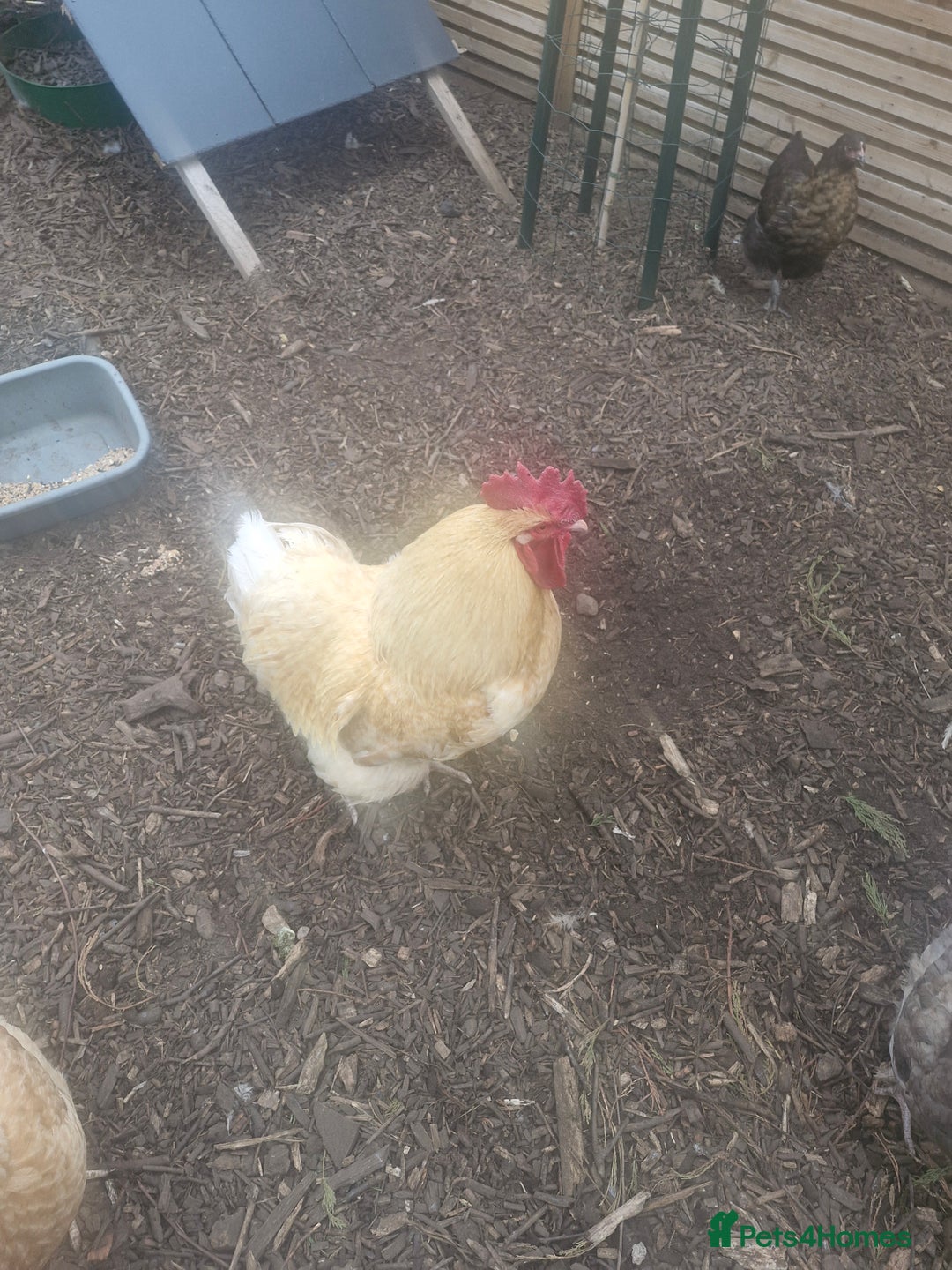 Chickens poultry for sale: Orpington Cockerells - Image 2