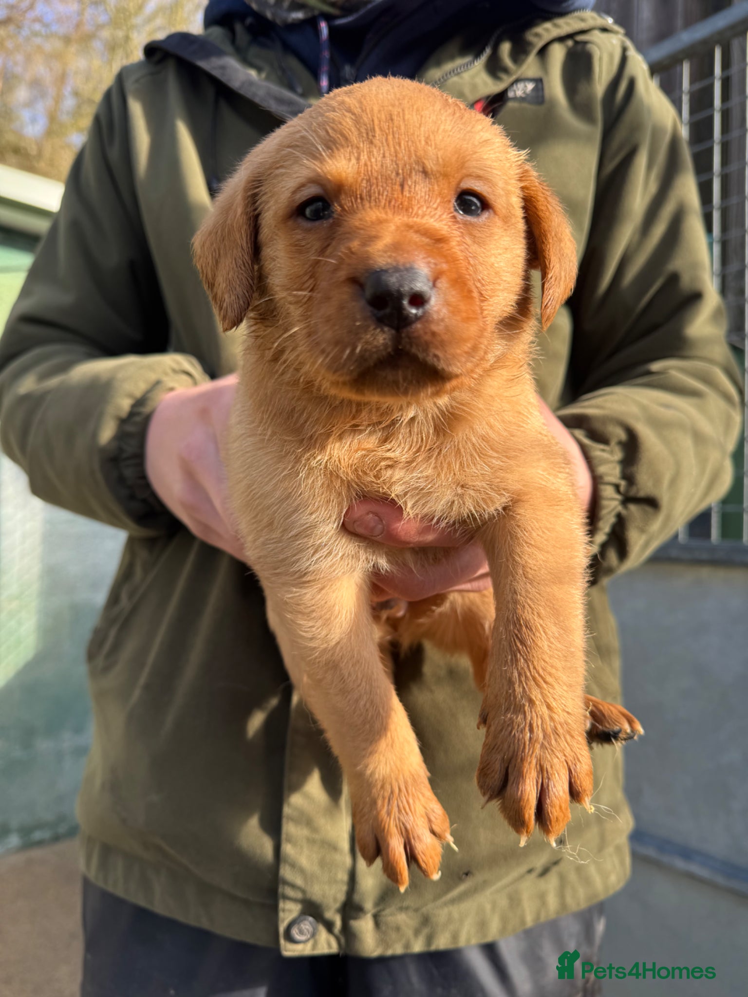 Labrador Retriever dogs Fox Red Labrador  - Advert 2