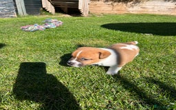 Mixed Breed dogs for sale: Lovely Jack Russel/Plumber puppies - Image 5