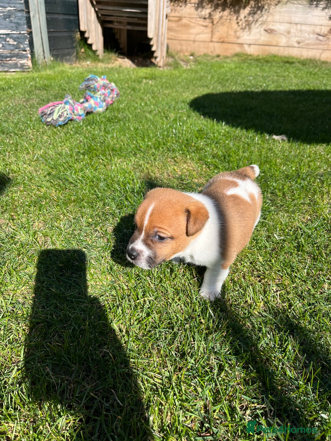 Mixed Breed dogs for sale: Lovely Jack Russel/Plumber puppies - Image 5