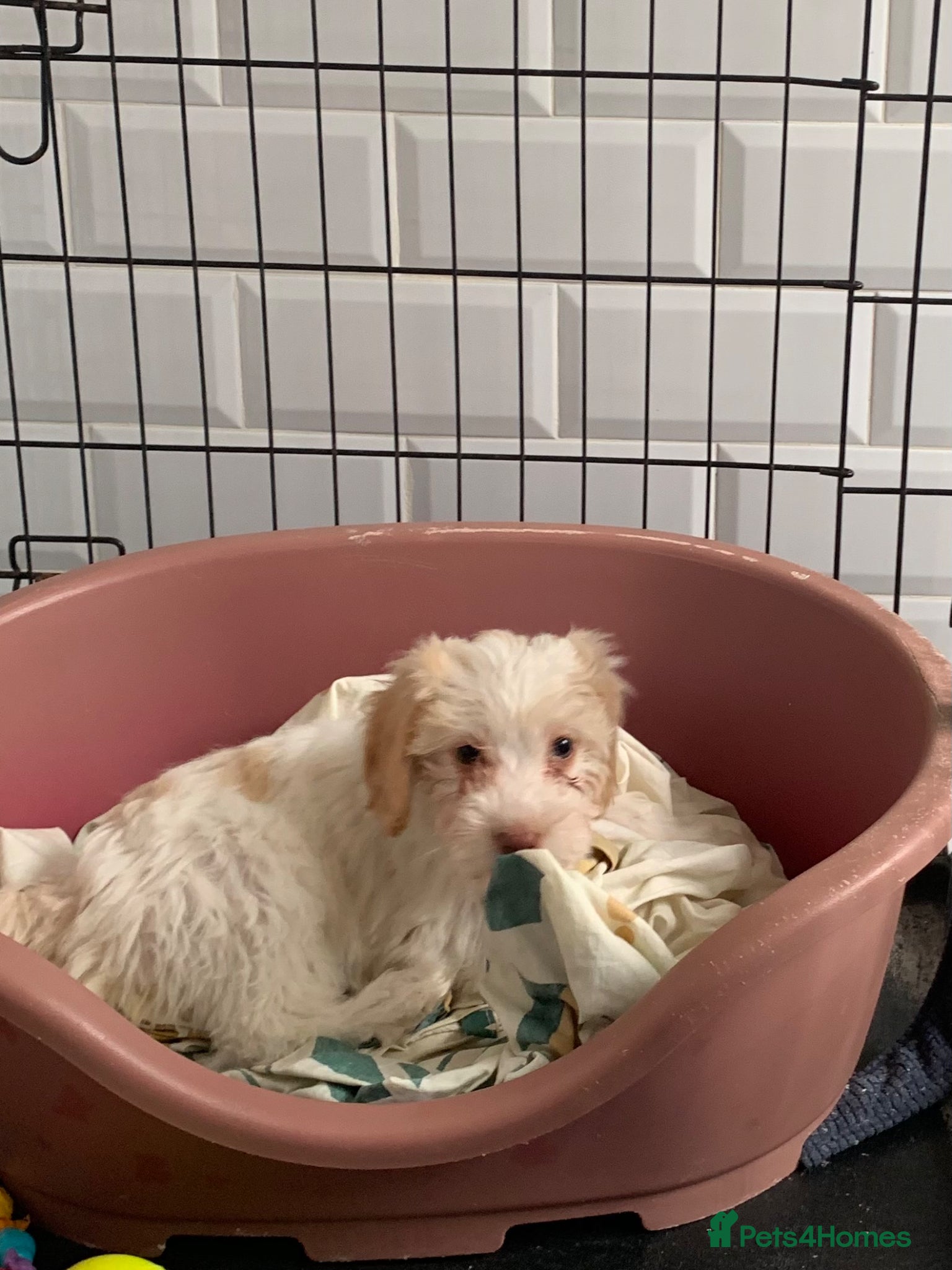 Cockapoo dogs  f1b cockapoo puppies dna clear ready now 1 left  - Advert 12