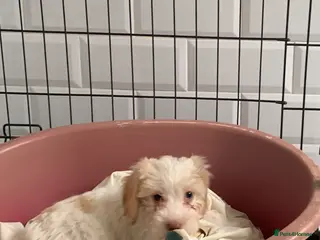 Cockapoo dogs f1b cockapoo puppies dna clear ready now 1 left - Advert 7