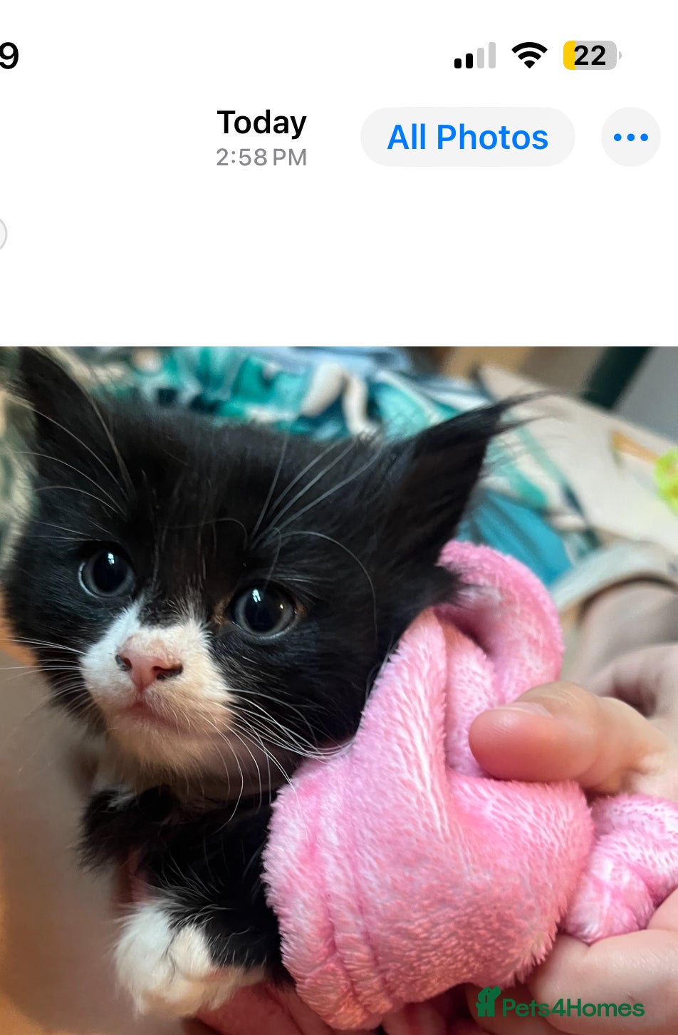 Mixed Breed cats Beautiful fluffy Persian X  kitten 🩵🩷 - Advert 8