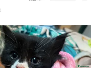 Mixed Breed cats Beautiful fluffy Persian X kitten 🩵🩷 - Advert 8