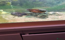 Other/Mixed Breed fish for sale: 3 fish and large tank  - Image 1