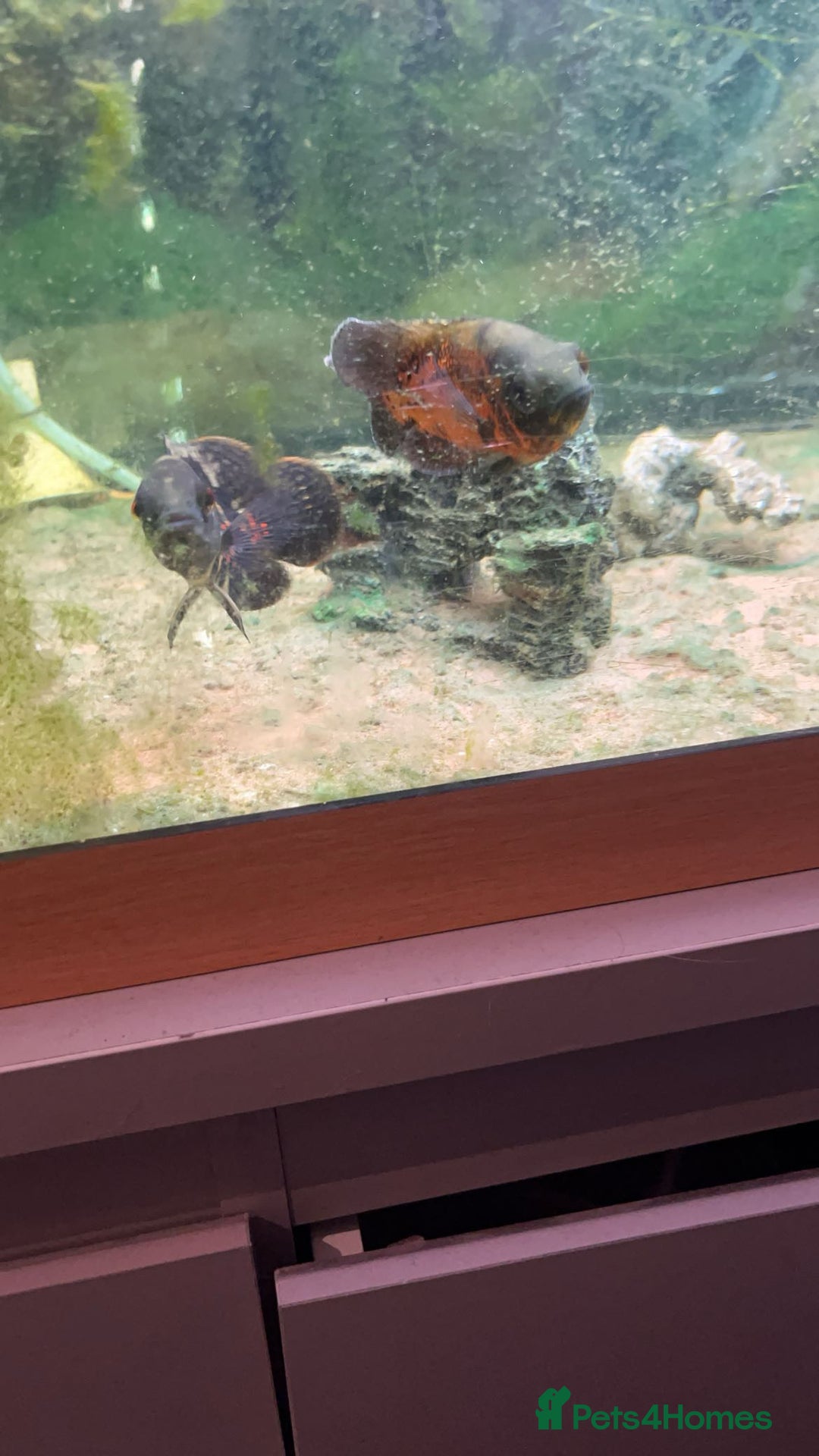 Other/Mixed Breed fish for sale: 3 fish and large tank  - Image 1