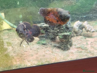 Other/Mixed Breed fish - Advert 1