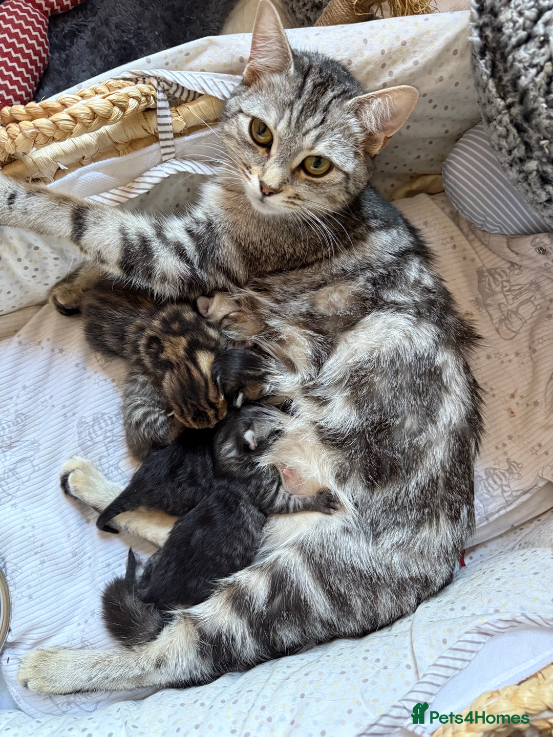 Mixed Breed cats for sale: 4 Healthy Adorable Fluffy Tabby Kittens 🐱💕💘 - Advert 2