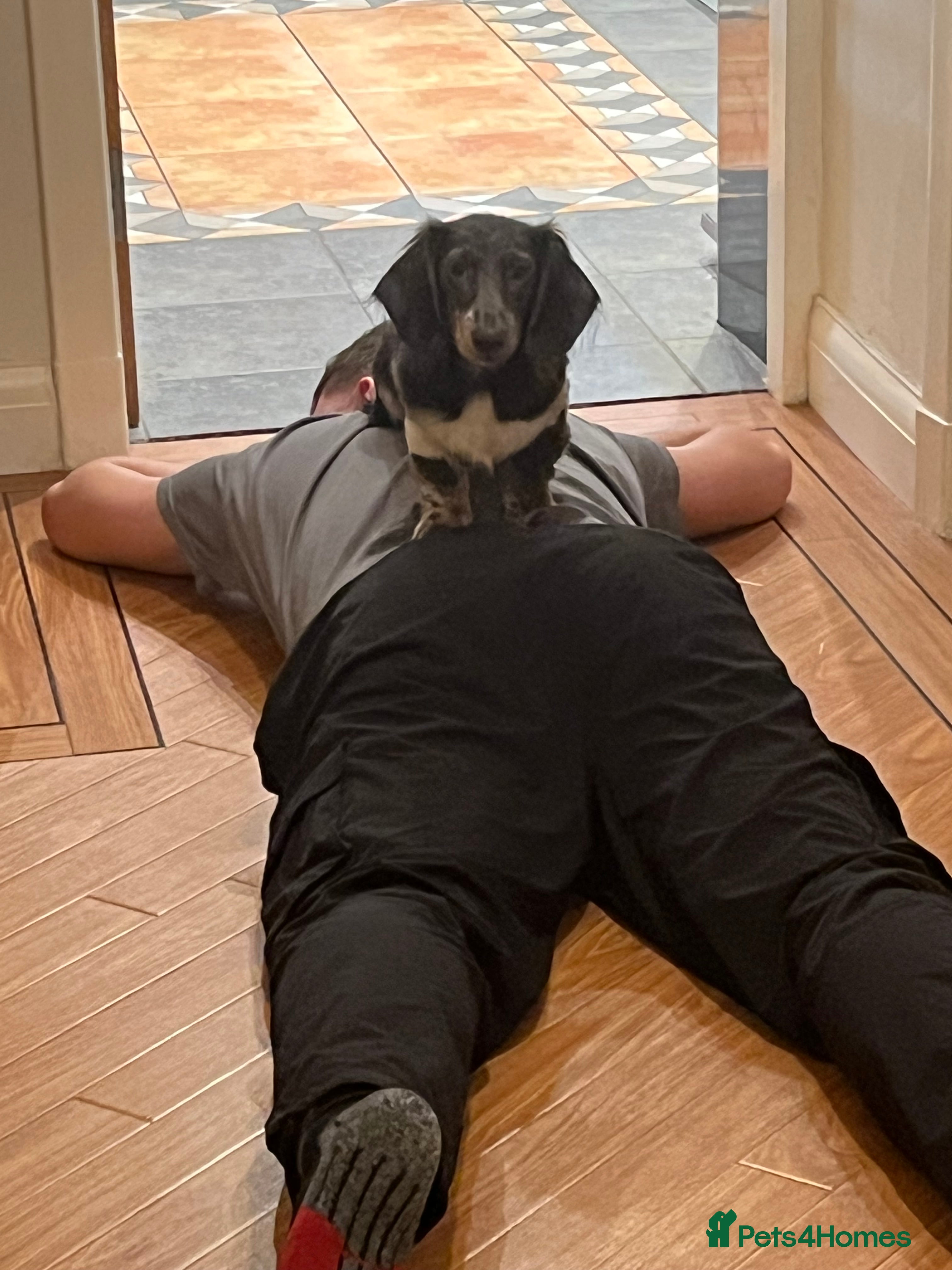 Dachshund dogs for sale: 2 9-month old Dachshunds for rehoming - Advert 5