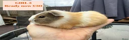 Guinea Pig rodents for sale: Baby Guinea Pigs-male & female - Advert 5